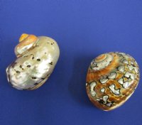 Wholesale Polished Turbo Sarmaticus 2-1/2 to 3 inches - 10 pcs @ $3.75 each; 30 pcs @ $3.00 each