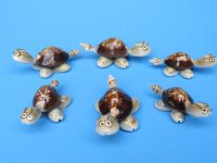 Wholesale tiny serpent head cowrie shell turtle with glasses seashell novelty - 50 pcs @ .35 each;  300 pcs @ $.30 each 
