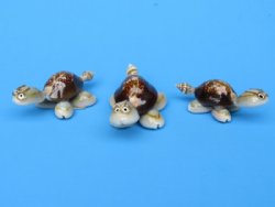 Wholesale tiny serpent head cowrie shell turtle with glasses seashell novelty - 50 pcs @ .35 each;  300 pcs @ $.30 each 