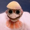 Wholesale Trochus Creature Seashell Novelties - Packed: 10 pcs @ .70 each: Packed: 50 pcs @ $.60 each 