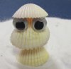 Wholesale Yellow Cockle Creature Seashell Novelties - Packed: 10 pcs @ .70 each: Packed: 50 pcs @ $.60 each 