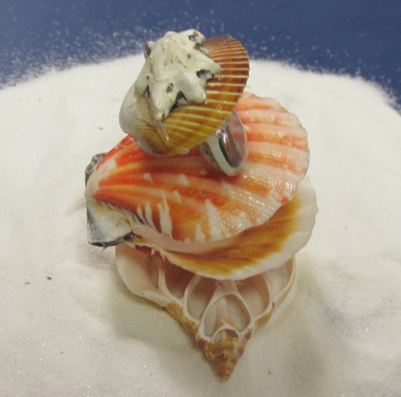 Wholesale Pecten Shell Creature Seashell Novelties