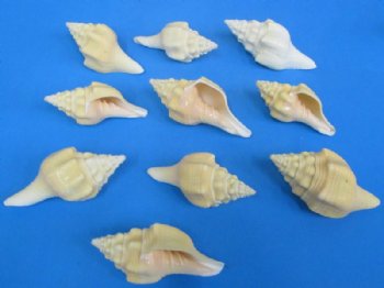 Wholesale West Indian Polished Chank Shells 4 inches to 4-3/4  inches - 10 pcs @ $1.15 each