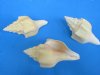 Wholesale West Indian Polished Chank Shells, commercial grade with natural imperfections 6 inches to 6-3/4  inches - Packed: 3 pcs @ $4.25 each; Packed: 30 pcs @ $3.65 each  