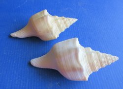 7" Polished West Indian Chank Shell (Divine Conch) Wholesale - 2 pcs @ $8.75 each; 12 pcs @ $7.85 each