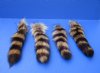 Wholesale tanned raccoon tails with an attached ball chain for sale measuring 10 to 12 inches long.  You will receive one similar to the picture - Packed: 3 pcs @ $4.50 each; Packed: 15 pcs @ $4.00 each