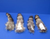 Wholesale Tanned Raccoon Tails 10 to 12 inches - 3 pcs @ $5.50 each; 15 pcs @ $4.95 each