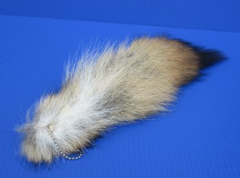 Wholesale Coyote Tails, 10 to 16 inches long - 2 pcs @ $8.50 each; 8 pc @ $7.75 each