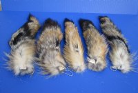 Grey Fox tails 13 to 16 inch (2 pc, 8 pc)