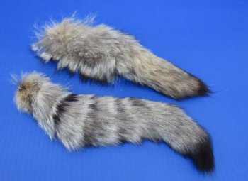 Kit Fox tails 10 to 13 inch (2 pc, 8 pc)