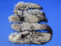 Wholesale Tanned Kit Fox tails, 10 to 13 inches long. - 2 pcs @ $8.50 each;  8 pcs @ $7.75 each