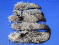 Kit Fox tails 10 to 13 inch (2 pc, 8 pc)