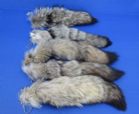 Kit Fox tails 10 to 13 inch (2 pc, 8 pc)