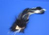 Wholesale North American tanned skunk tails for sale measuring 9 to 14 inches long.  You will receive one similar to the picture - $11.75 each; Packed: 8 pcs @ $10.50 each