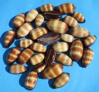 Chocolate banded cowrie shells wholesale, cypraea talpa, (Min: 2 dz)<font color=red> 1-1/2"-1-7/8"</font> $3.60 dz; <font color=red>2"-2-1/2"</font> $4.20 dz