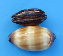 2-1/2 to 3-1/4 inches Chocolate banded cowry shells wholesale - 12 pcs @ .48 each; 108 pc @ .42 each 