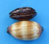 2-3/4 to 3-1/4 inches  Chocolate banded cowry shells wholesale, Talparia talpa, Bag of 25 @ .48 each; Bag of 100 @ .42 each 