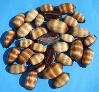 2-1/2 to 3-1/4 inches Chocolate banded cowry shells wholesale - 12 pcs @ .48 each; 108 pc @ .42 each 