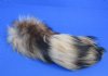 Wholesale Tanned Tanuki tails (Japanese Raccoon Dog) with an attached ball chain for sale measuring 11 to 13 inches long.  You will receive one similar to the picture - Packed: 2 pcs @ $6.00 each; Packed: 8 pcs @ $5.40 each