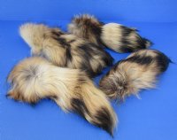 Wholesale Tanned Tanuki tails 11 to 13 inches long. - 2 pcs @ $7.50 each; 8 pcs @ $6.50 each