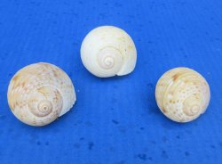 Wholesale Tonna Cumingii (Cuming's Tun) Seashell - 2 to 2.5 inches - 25 pcs @ $.45 each; 200 pcs @ $ .40 each