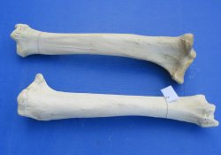 Giraffe tibia leg bones 21 to 26 inches long - $90 each; 3 pcs @ $80 each