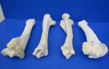 Wholesale Water Buffalo Tibia leg bones, 13 to 14 inches long - 2 pcs @ $10 each; 6 pcs @ $9 each <font color=red>*SALE* </font>