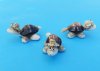 Wholesale tiny cowrie shell turtle novelty with eye glasses and hat - Packed: 50 pcs @ .30 each; Packed: 300 pcs @ $.25 each