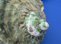 Wholesale B-Grade Turbo Marmoratus 5" to 5-3/4", green turban shell -  2 pcs @ $10 each