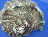 Wholesale B-Grade Turbo Marmoratus 5" to 5-3/4", green turban shell -  2 pcs @ $10 each