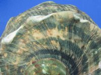 Wholesale B-Grade Turbo Marmoratus 5" to 5-3/4", green turban shell -  2 pcs @ $10 each