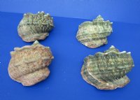Wholesale B-Grade Turbo Marmoratus 5" to 5-3/4", green turban shell -  2 pcs @ $10 each