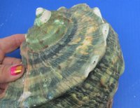 Wholesale Turbo Marmoratus 6" to 6-3/4", green turban shell -  $29 each; 4 pcs @ $26 each