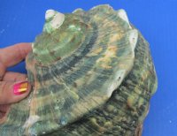 Wholesale B-Grade Turbo Marmoratus 5" to 5-3/4", green turban shell -  2 pcs @ $10 each