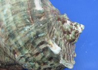 Wholesale B-Grade Turbo Marmoratus 5" to 5-3/4", green turban shell -  2 pcs @ $10 each