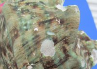 Wholesale B-Grade Turbo Marmoratus 5" to 5-3/4", green turban shell -  2 pcs @ $10 each