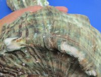 Wholesale B-Grade Turbo Marmoratus 5" to 5-3/4", green turban shell -  2 pcs @ $10 each