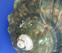 Wholesale B-Grade Turbo Marmoratus 5" to 5-3/4", green turban shell -  2 pcs @ $10 each