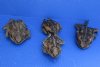 Wholesale Toads cured in formaldehyde,  measuring 3 to 4-1/2 inches in length - you will receive ones similar to the photos - Min: 2 pcs @ $5.00 each
