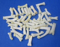 Wholesale Bobcat Toe Bones in Bulk, 3/4 to 1 inch (cleaned and off white in color) - 25 pcs @ $.75 each; 100 pcs @ $.67 each