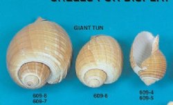 Wholesale 4 to 4-3/4 inch Tonna galea shells, Tonna Olearium Shells - Packed: 10 pcs @ $1.80 each