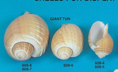 Tonna Galea Giant Tun Shells