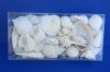 8" X 4" X 1.5" Clear Gift Boxes filled with Assorted White Seashells - Box of 6 pcs @ $4.60 each 