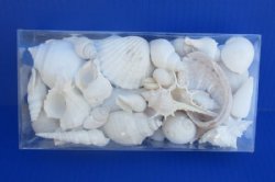 8" X 4" X 1-1/2" Wholesale clear gift boxes filled with assorted white shells - 48 @ $3.60 each  