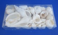 8" X 4" X 1.5" Clear Gift Boxes filled with Assorted White Seashells - Box of 6 pcs @ $4.60 each 