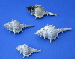 Wholesale Murex Trapa seashells 1-1/2 to 3 inches - 100 pcs @ .27 each; 500 @ .24 each