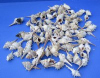 Wholesale Murex Trapa seashells 1-1/2 to 3 inches - 100 pcs @ .27 each; 500 @ .24 each