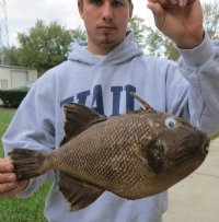 Dried Triggerfish Mount with Hanger