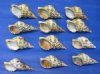 Triton Shells Wholesale