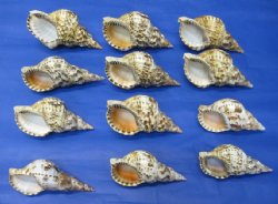 5 inches Wholesale Atlantic Triton Seashells, Triton's Trumpet for display and making seashell centerpieces - Packed: 2 pcs @ $7.00 each; Pack of 8 @ $6.25 each